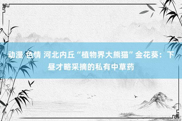 动漫 色情 河北内丘“植物界大熊猫”金花葵：下昼才略采摘的私有中草药